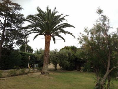 entretien jardin